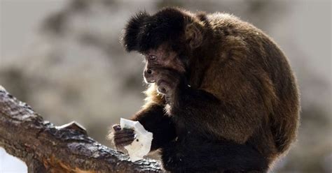 Seeing is Believing: Examining Monkey Reactions to Magic Tricks
